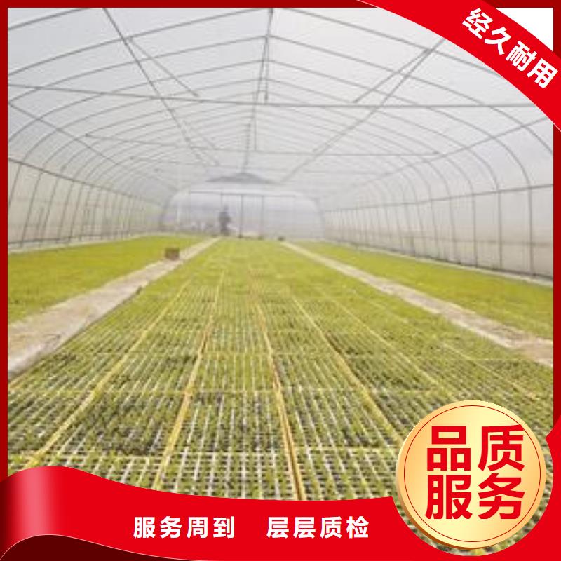 温室大棚管视频-温室大棚管_辽宁省朝阳市市场覆盖建平|北票|鞍山|丹东|铁岭|盘锦等
