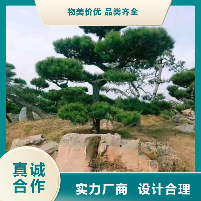  造型松产地厂家直销