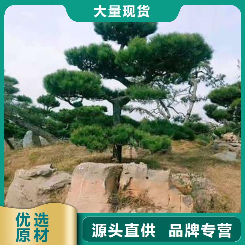 造型松,奇石品质信得过