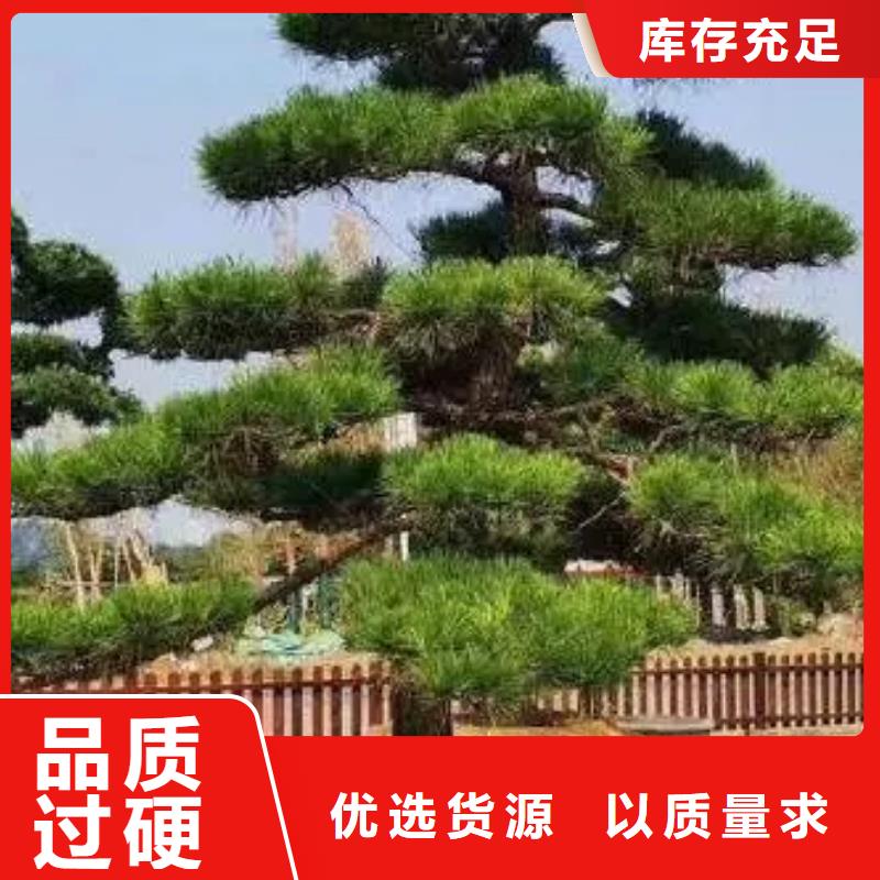 造型松古桩源头工厂