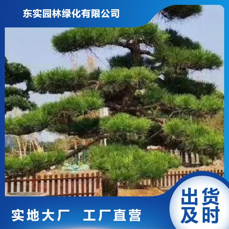 造型松_古桩工厂直营