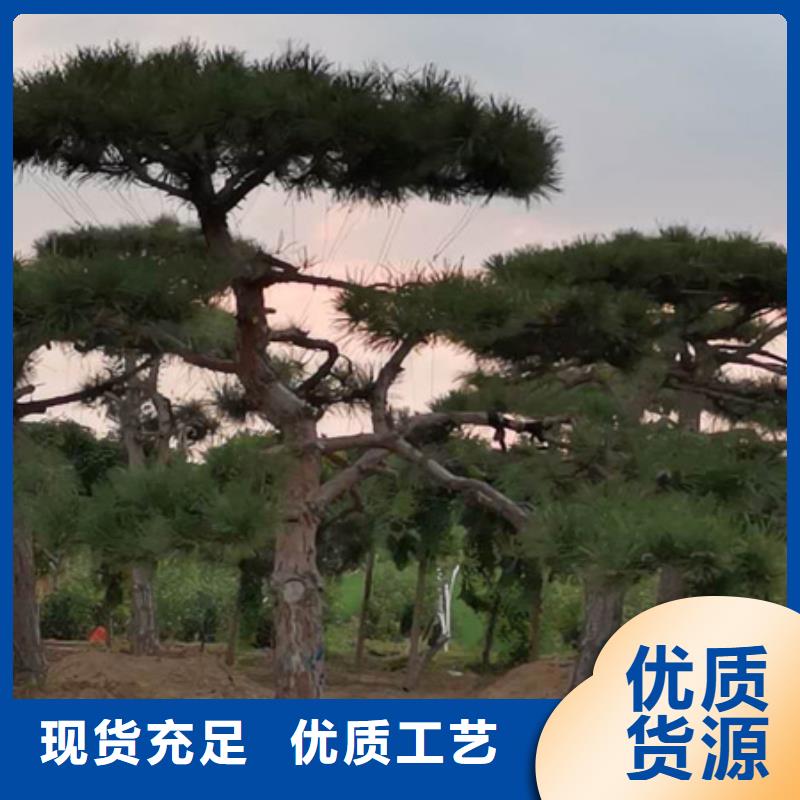 造型松可定制