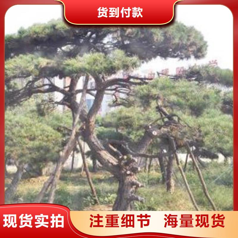 造型松_造型松苗木海量库存