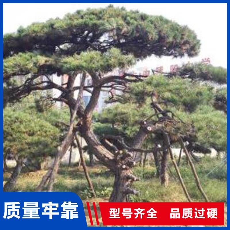  造型松省心又省钱