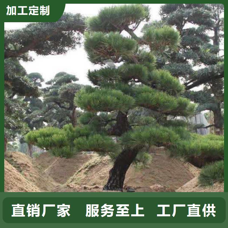  造型松产地厂家直销