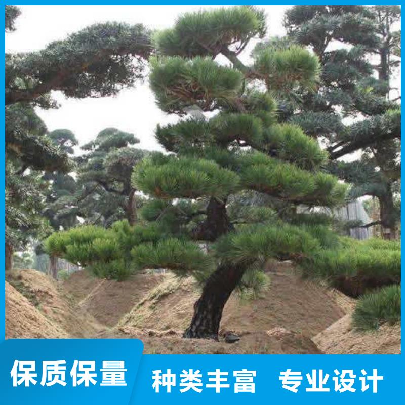 造型松平顶松实体厂家支持定制