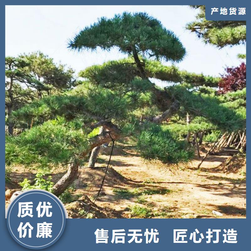 造型松造型黑松高标准高品质