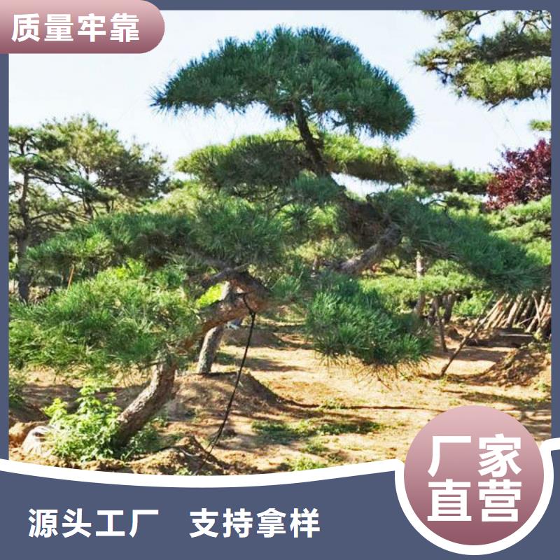  造型松专注生产制造多年