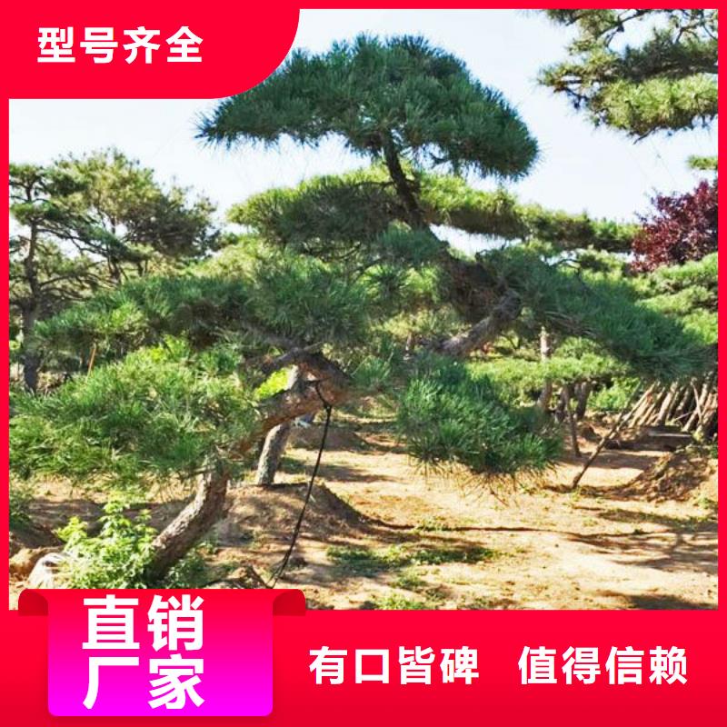  造型松诚信商家服务热情