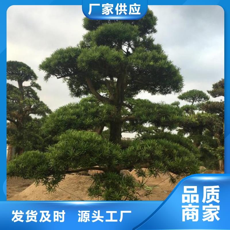 造型松_松苗木现货销售