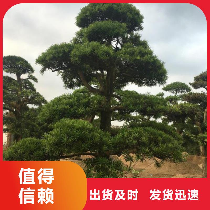  造型松诚信商家服务热情
