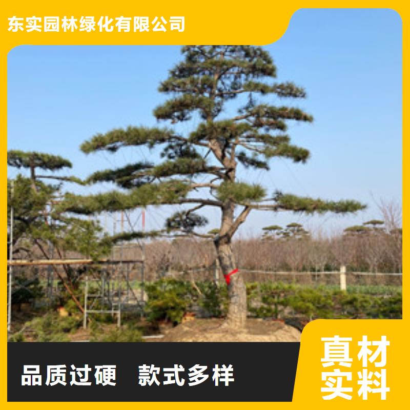 造型松造型池松专业设计
