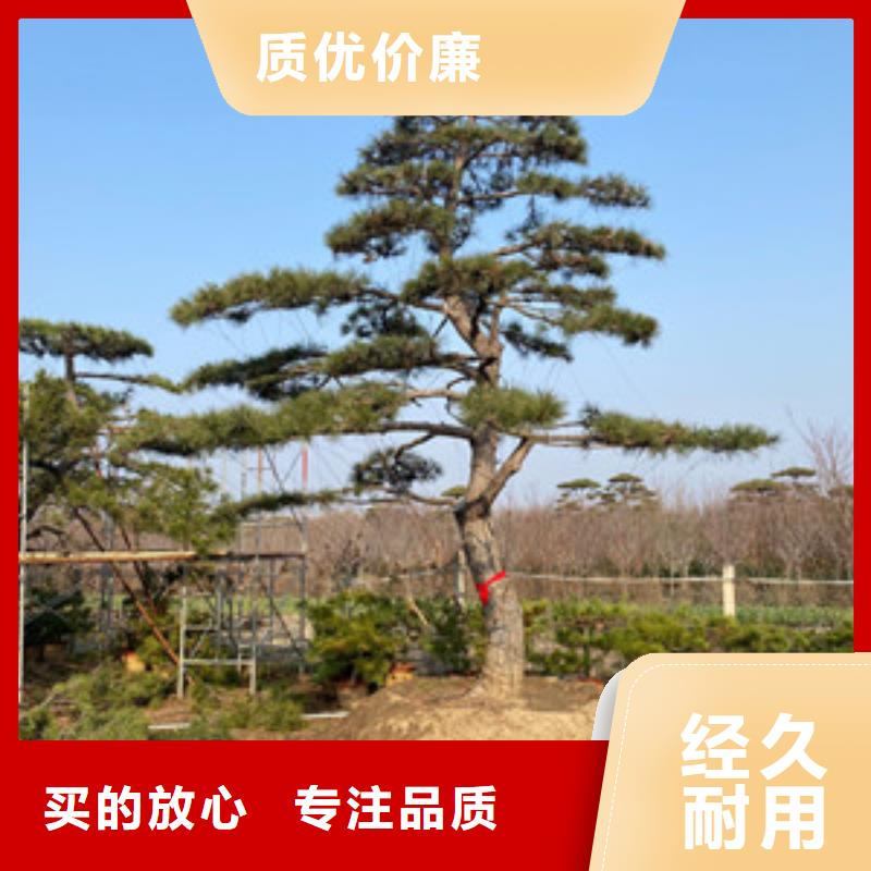 造型松_古桩工厂直营