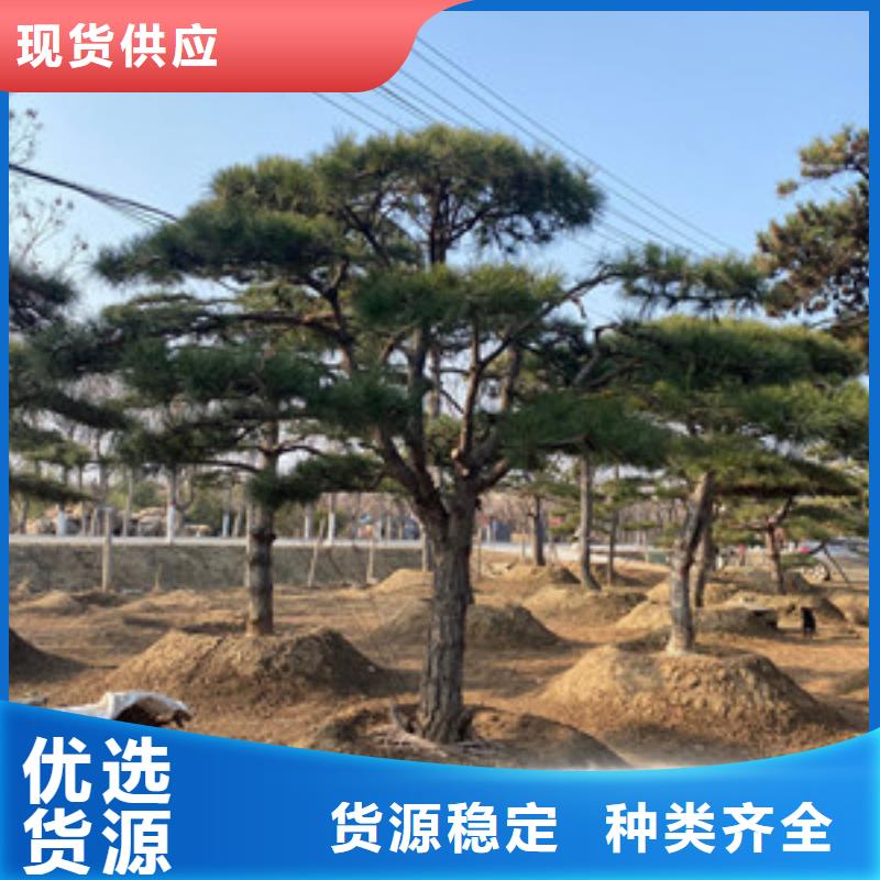 造型松_造型松苗木海量库存