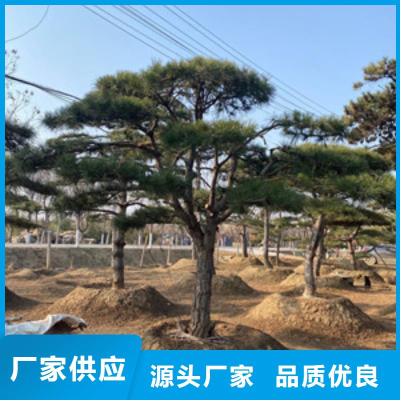 造型松_古桩工厂直营