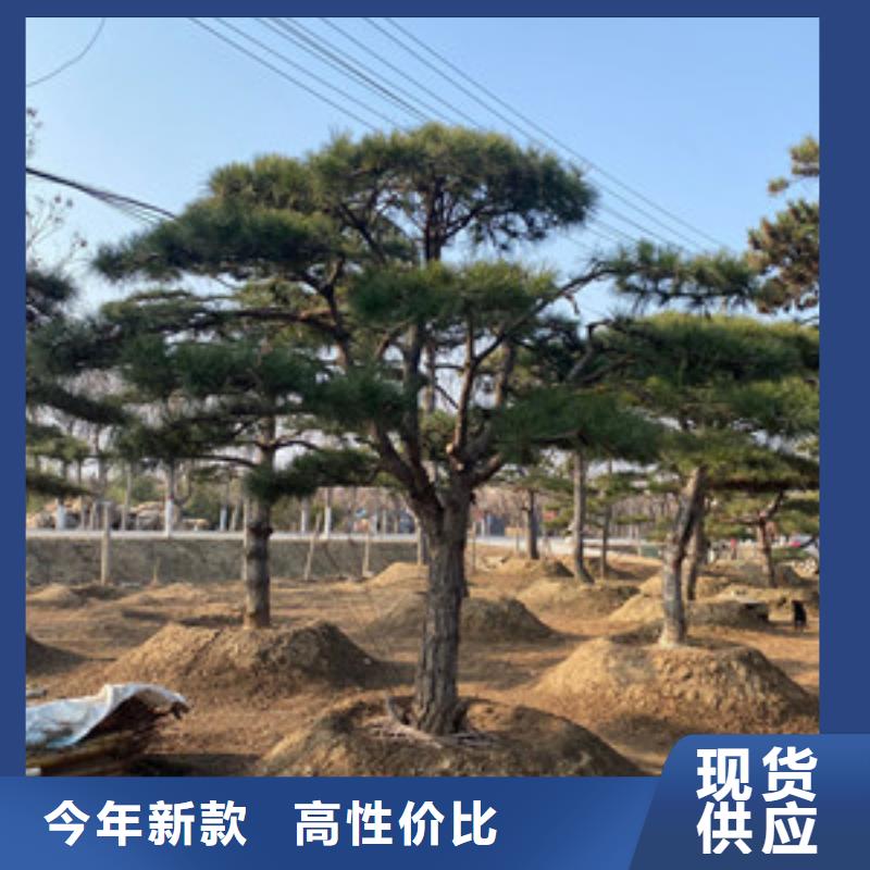 造型松,奇石品质信得过