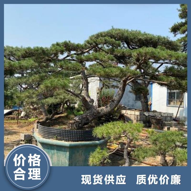 造型松迎客松质保一年