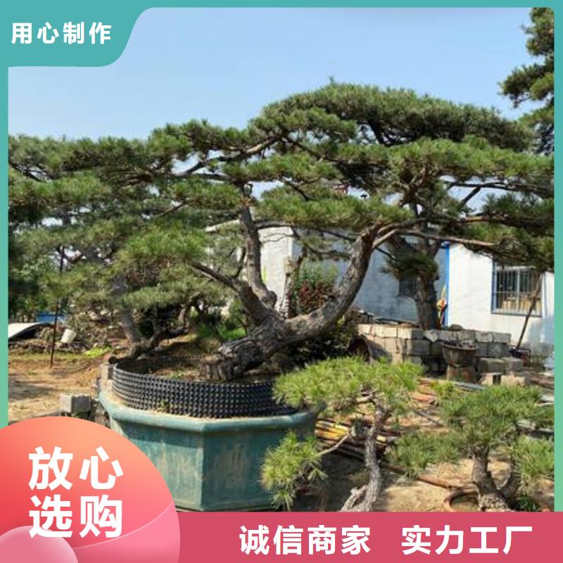 造型松造型松苗木专业完善售后
