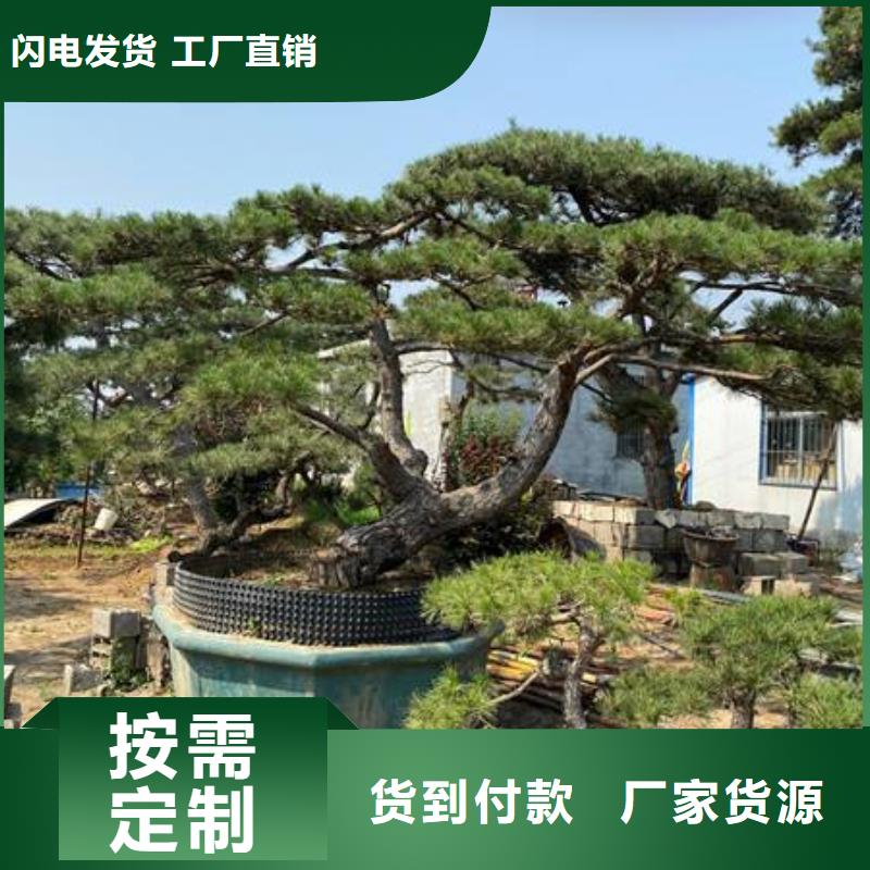 造型松经营造型松品质信得过