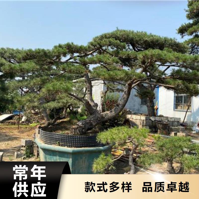 造型松造型松基地高品质诚信厂家