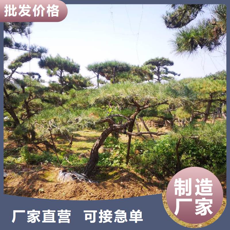 造型松迎客松一件也发货