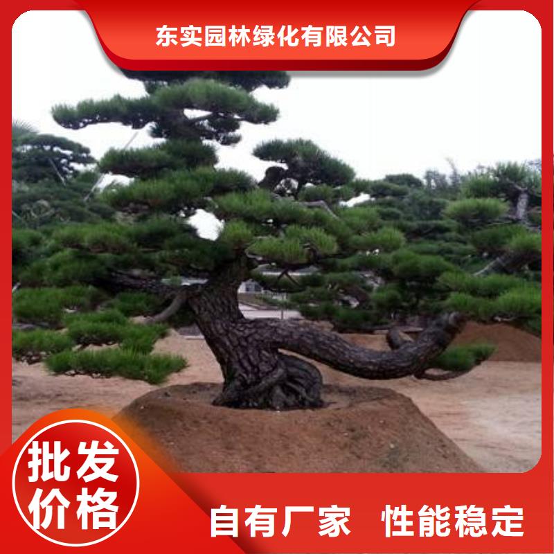 造型松迎客松用好材做好产品