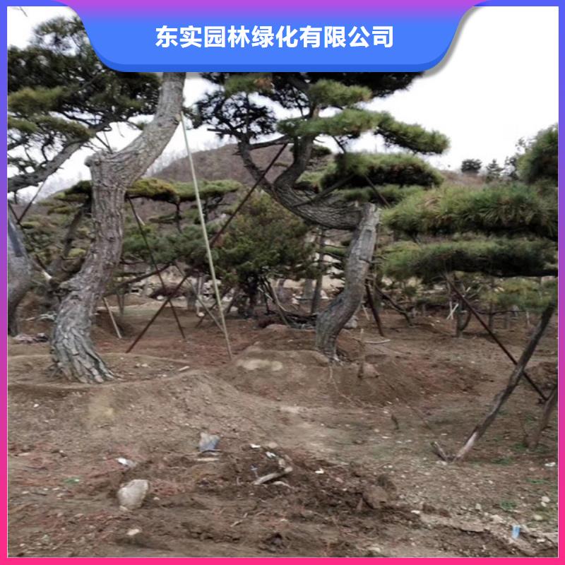 造型池松视频-萝北|绥滨|黑河|牡丹江|大庆|齐齐哈尔|哈尔滨东实造型池松_ 东实园林绿化(鹤岗市分公司)