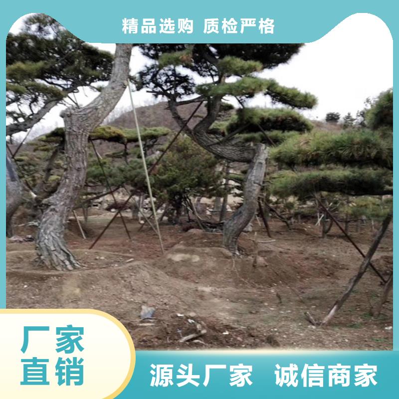 造型松古桩源头工厂