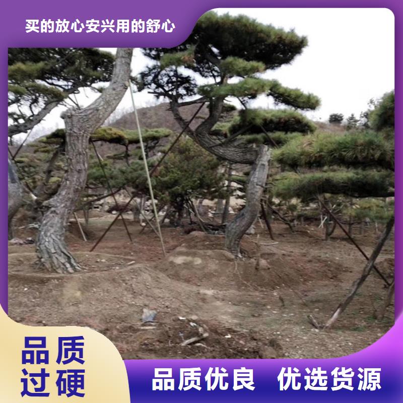 造型松迎客松质保一年