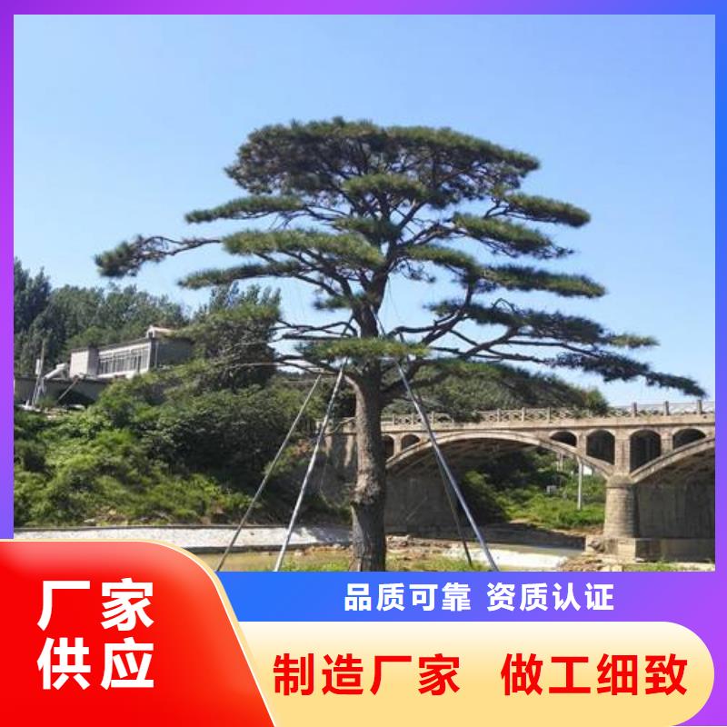 造型池松视频-造型池松(东实)覆盖地域云南省普洱市西双版纳|保山|昆明|大理|怒江|德宏|红河