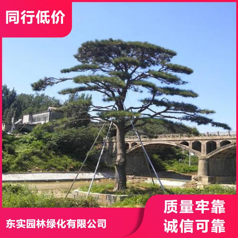 造型池松视频-萝北|绥滨|黑河|牡丹江|大庆|齐齐哈尔|哈尔滨东实造型池松_ 东实园林绿化(鹤岗市分公司)