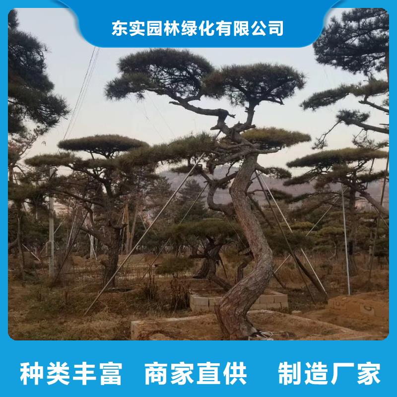 造型松真实拍摄品质可靠