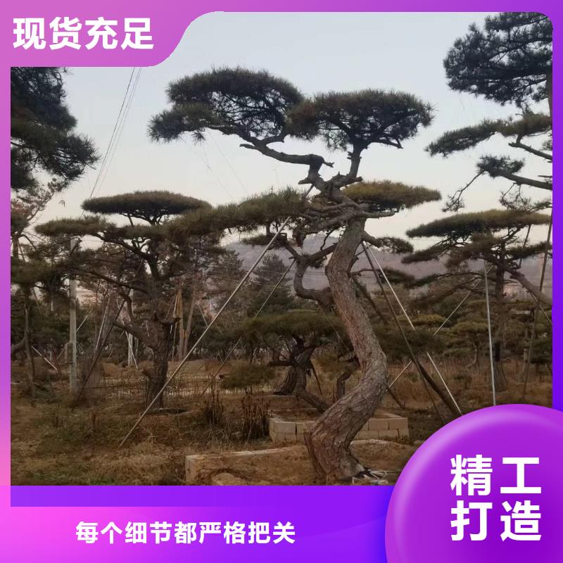  造型松产地厂家直销