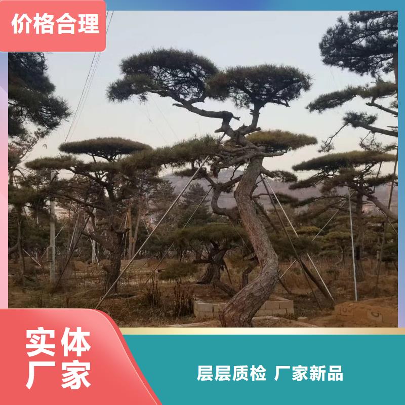 造型松古桩品质保障价格合理