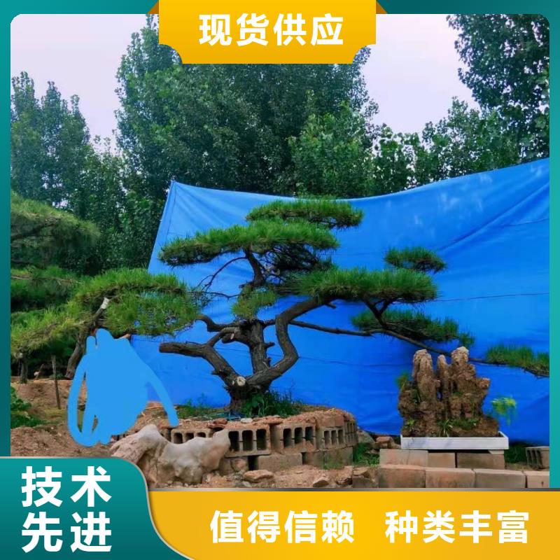 造型松造型油松优质货源