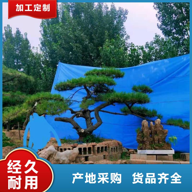 造型松 造型黑松发货迅速