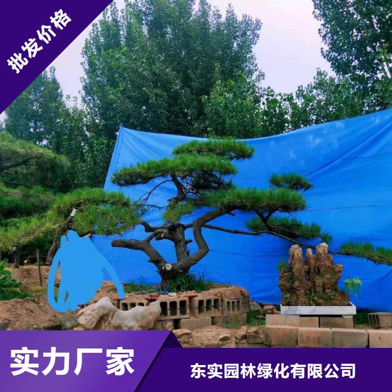 造型松迎客松用好材做好产品