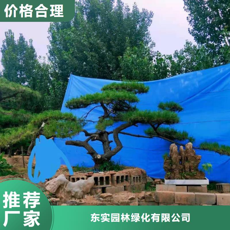  造型松省心又省钱