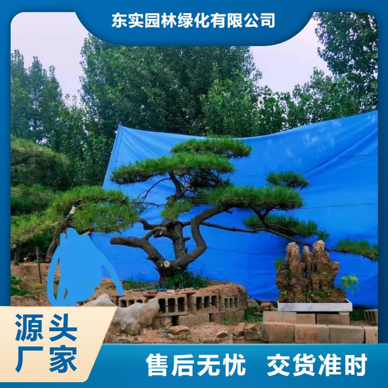 【造型松】大型古松实力厂商