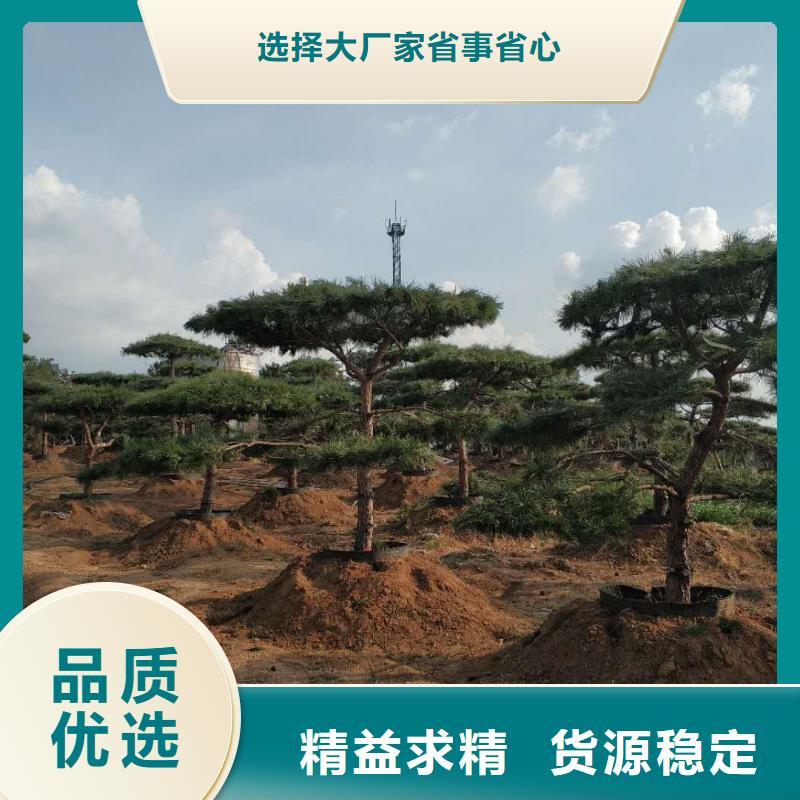  造型松省心又省钱