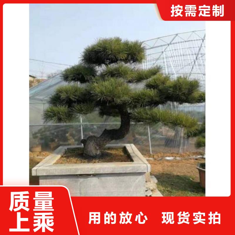 造型池松视频-造型池松(东实)覆盖地域云南省普洱市西双版纳|保山|昆明|大理|怒江|德宏|红河
