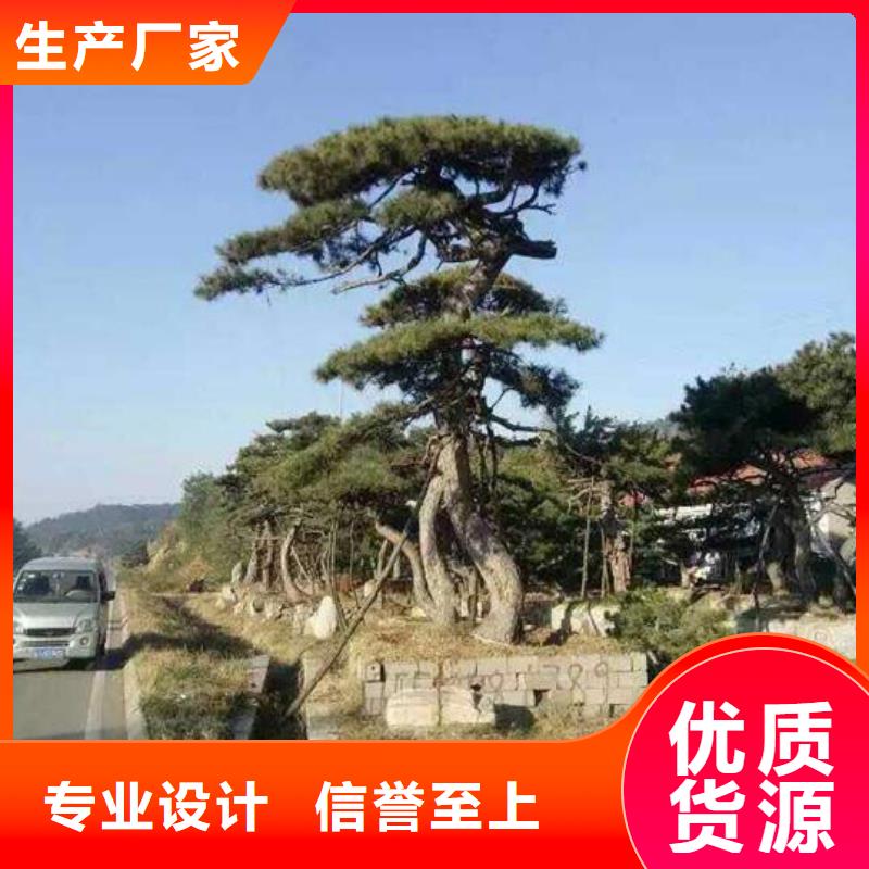 造型池松视频-萝北|绥滨|黑河|牡丹江|大庆|齐齐哈尔|哈尔滨东实造型池松_ 东实园林绿化(鹤岗市分公司)