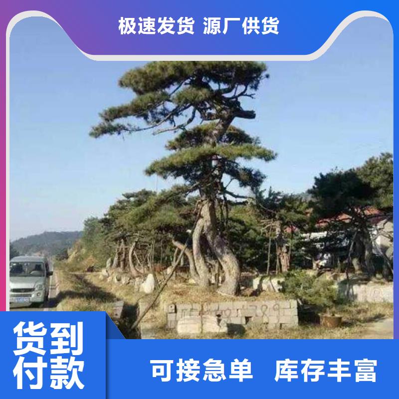 造型松,造型松价格实力优品