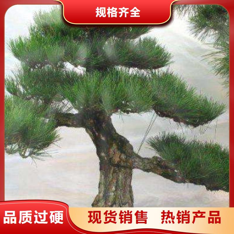  造型松根据要求定制