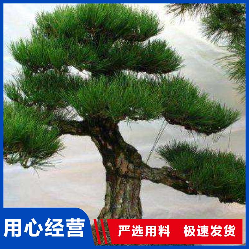 造型松迎客松质保一年