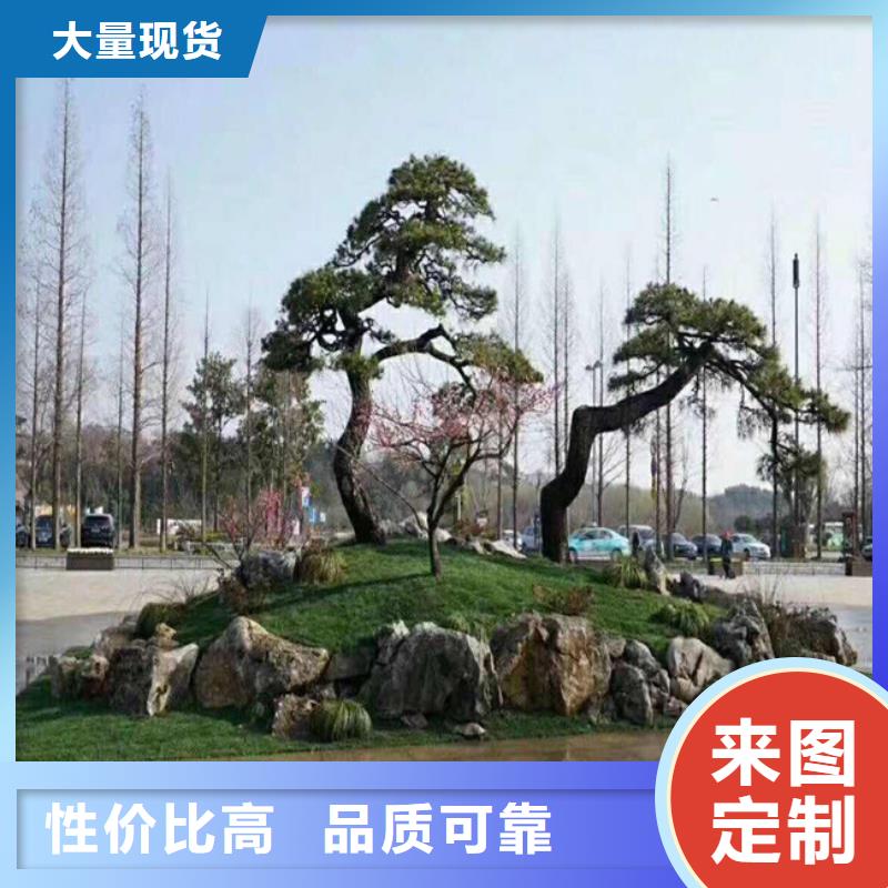 造型松造型油松优质货源