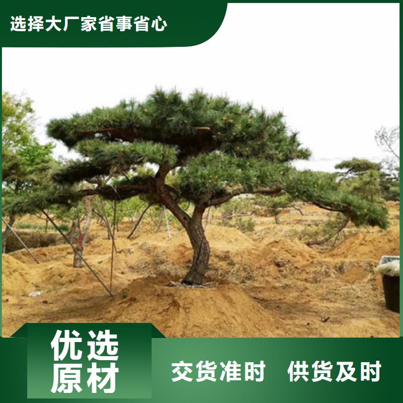 造型松迎客松一件也发货