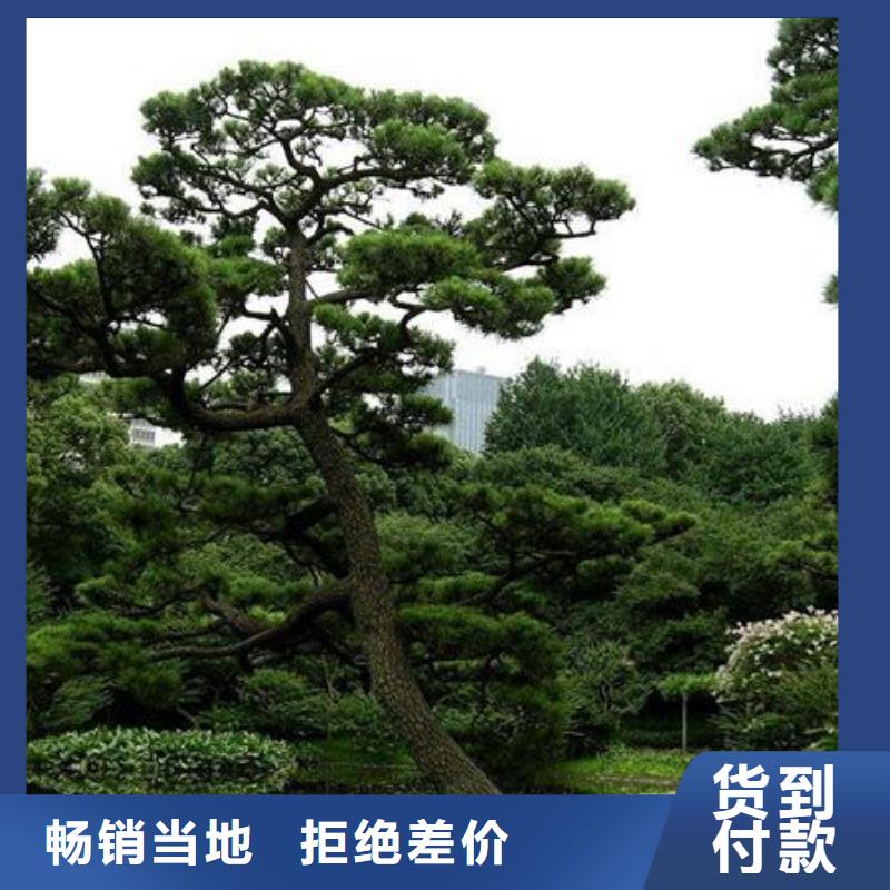 造型松,造型松苗木货源报价