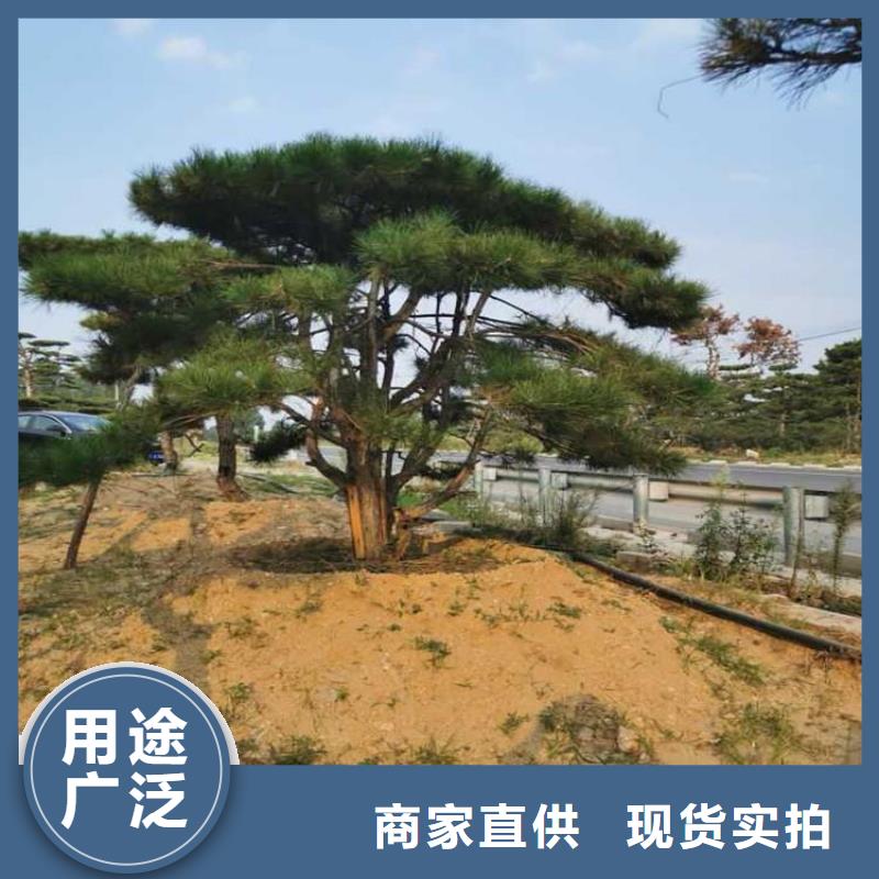  造型松省心又省钱