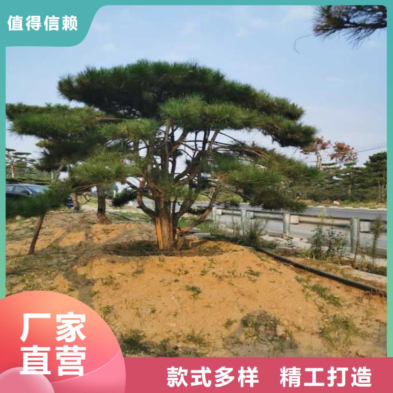 造型松造型黑松0中间商差价